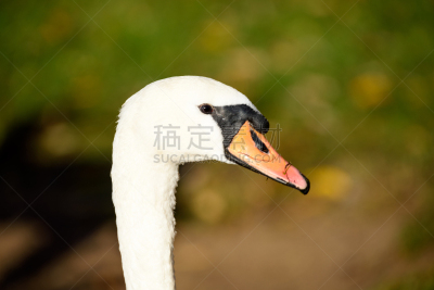 水,湖,天鹅,白昼,特写,秋天,晴朗,美,水平画幅,无人