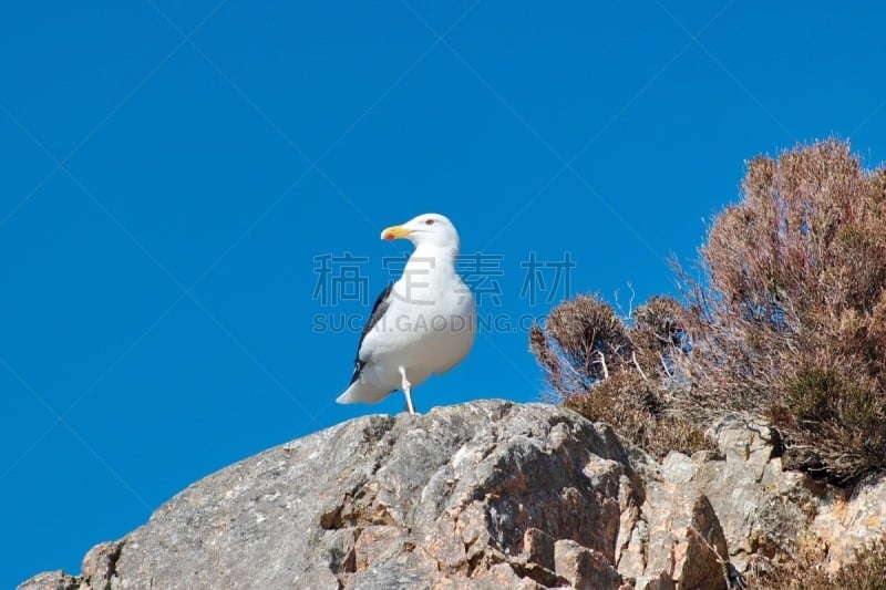 黑背海鸥,挪威,野生动物,海浪,翅膀,小黑背鸥,大西洋,动物,鸟类