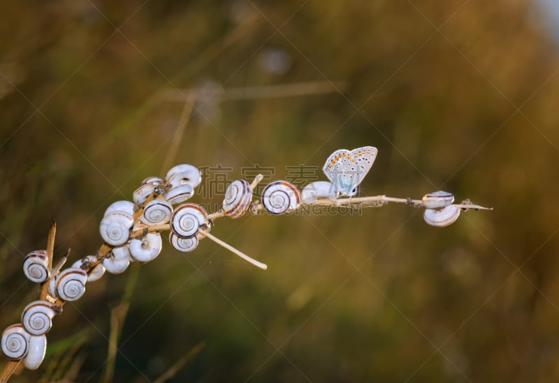 蝴蝶,蜗牛,凤尾蝶,褐色,水平画幅,软体动物,缓慢的,湿,动物身体部位,野外动物