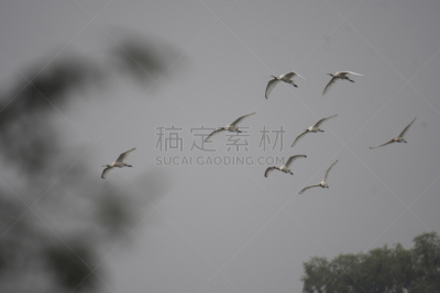 琵鹭,动物的冠,防水长靴,泰瑟尔岛,食品,野生动物,翅膀,淡水鸟,头发,动物