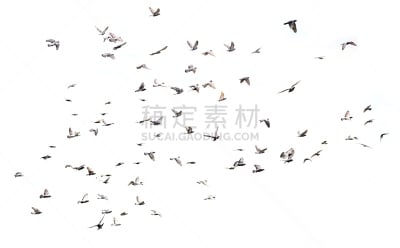 鸽子,自然,野生动物,水平画幅,形状,符号,鸟类,抽象,计算机制图,计算机图形学