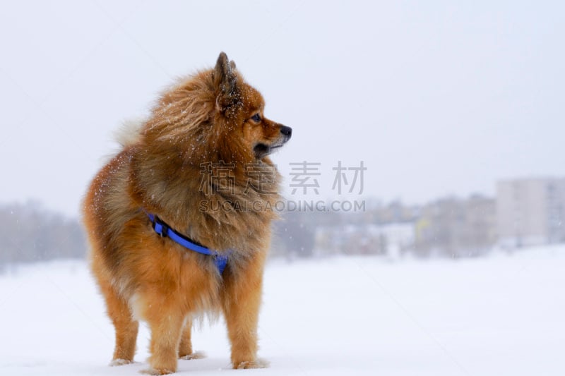 斯皮茨狗,雪,狗,小的,特写,纯种犬,白色,凯斯犬,博美犬,栗子色