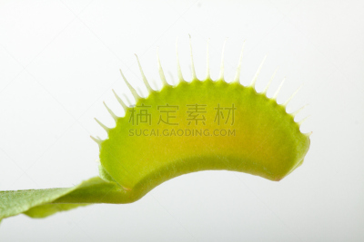 捕蝇草,植物,分离着色,白色,自然,水平画幅,无人,特写,饥饿的,植物茎