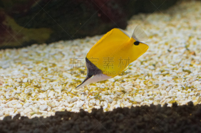 鲅蝴蝶鱼,蝴蝶鱼,水下,深的,自然,水,美,水平画幅,无人,蓝色