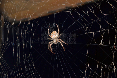 蜘蛛网,蜘蛛,蟹蛛,水平画幅,形状,夜晚,mesh-web spider,无人,蜘蛛纲,残酷的