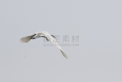 大白鹭,圣伯纳犬,高阳市,白鹭,自然,野生动物,水平画幅,生物,鸟类,动物身体部位