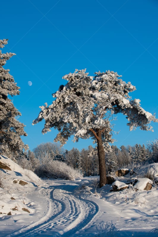 霜,厄普兰,垂直画幅,天空,松树,野生动物,岩石,雪,无人,蓝色