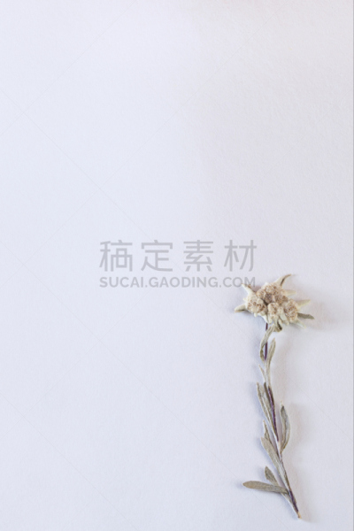 垂直画幅,干的,火绒草,纹理,纸,背景,合成图像,褐色,干花,符号