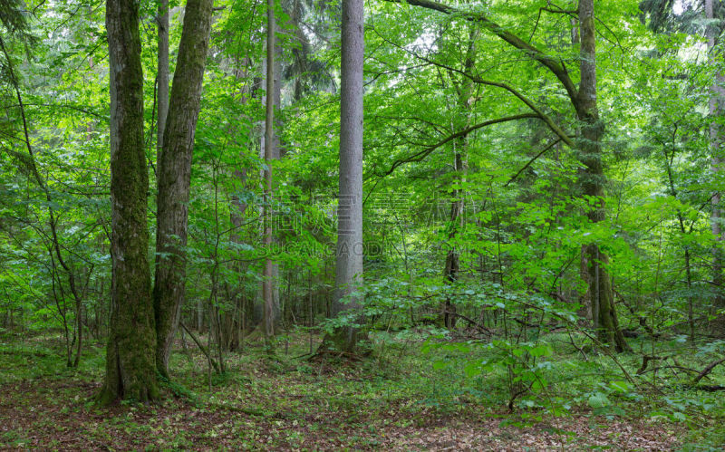 自然,多样,bialowieza forest,水平画幅,枝繁叶茂,无人,巨大的,户外,橡树林地,树林