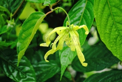 Cananga odorata or Ylang- Ylang Flower - ดอกกระดังงา - Tropical tree - South East Asia