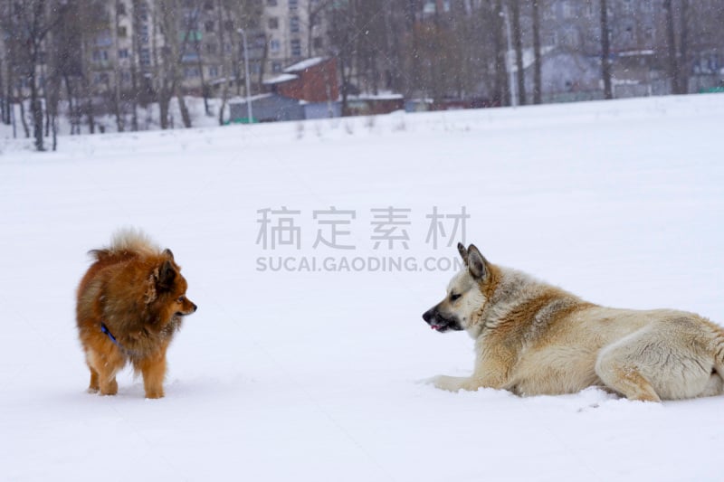 雪,冬天,狗,进行中,两只动物,水,斯皮茨狗,动物身体部位,凯斯犬,人的眼睛