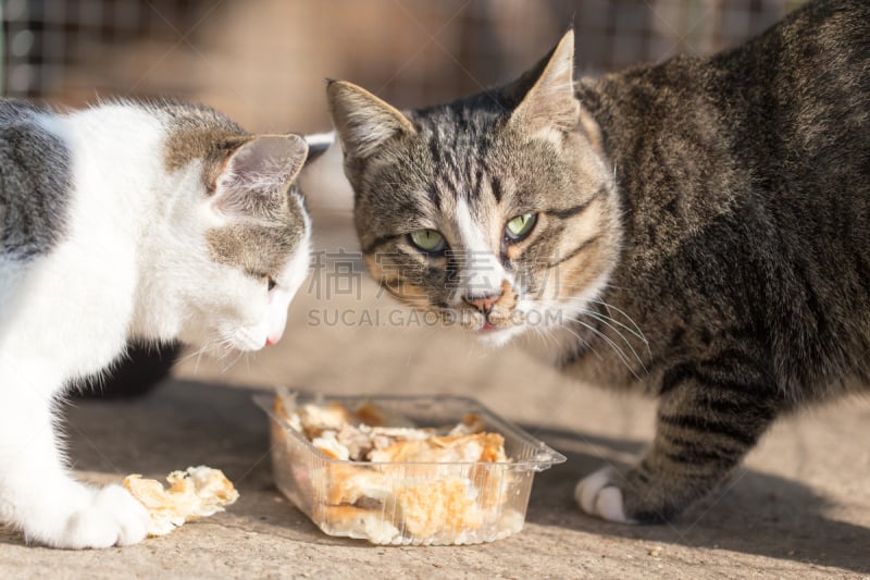 猫,面包,可爱的,白色,哈萨克斯坦,食品,图像,餐具,毛巾,桌子