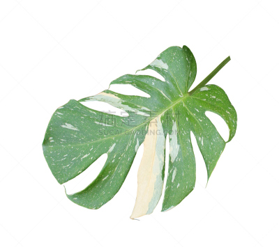 绿色,白色背景,背景分离,棕榈叶,分离着色,水平画幅,柳条,椰子,夏天,棕榈树