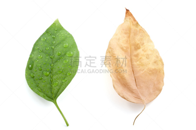 仿旧磨损的效果,清新,叶子,自然,水,水平画幅,绿色,无人,背景分离,生长