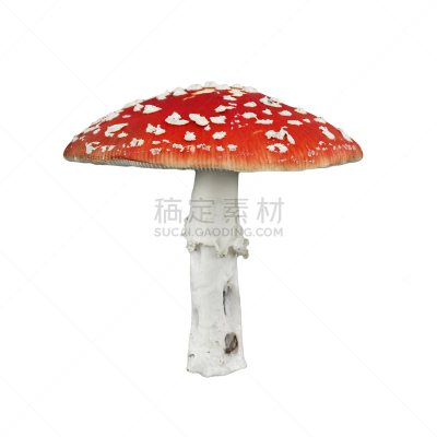 有毒生物体,蘑菇,红色,状态描述,无人,斑驳的,特写,毒蘑菇,白色,真菌
