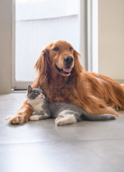 金毛寻回犬,小猫,可爱的,宠物,纯种犬,驯养动物,垂直画幅,室内,图像,猫