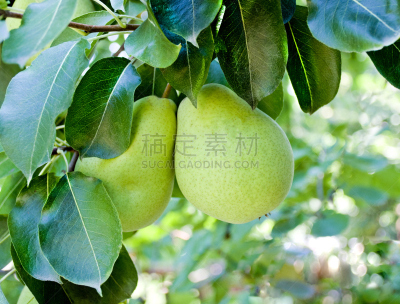 梨,悬挂的,自然,水平画幅,水果,无人,维生素,夏天,户外,甜食