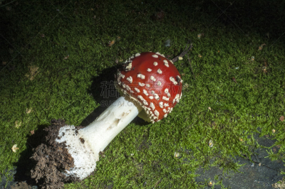 鹅膏菌,伞菌,生物学,红色,斑点,里面,图像,苔藓,无人,毒蝇菇