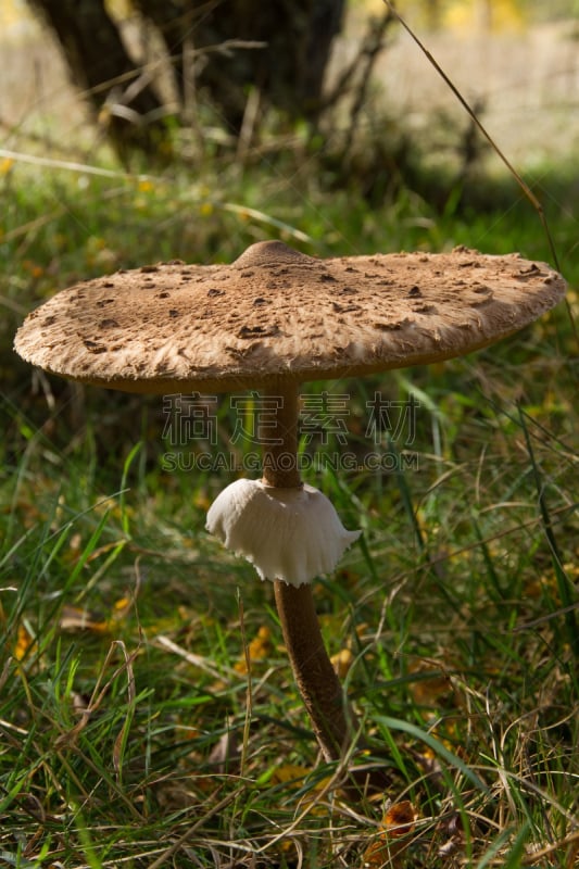 Parasol Mushroom in autumnal landscape with trees  with snakeskin  stipe and characteristic ring - Seta Macrolepiota Procera en paisaje con arboles, con el pie atigrado y el caracteristico anillo, en otoño