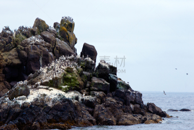 鸟类,岩石,燕鸥,太平洋海岸,纽波特,自然立柱,西北,野生动物,俄勒冈郡,鸬鹚