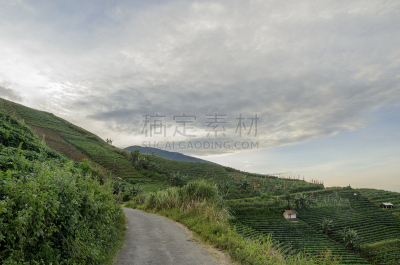 早晨,西爪哇,梯田,水平画幅,山,户外,农作物,田地,东南亚,农业