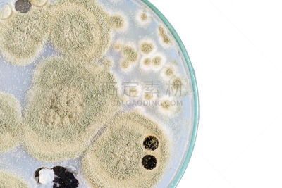 真菌,皮氏培养皿,大特写,分离着色,生物学,微生物学,健康保健,背景分离,药,生物科技