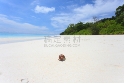 寄生蟹,海滩,陆地寄生蟹,陆地蟹,阿里环礁,选择对焦,水平画幅,沙子,野外动物,特写