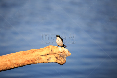 树燕,鸟类,自然,野生动物,水平画幅,野外动物,户外,湖,北美歌雀,在上面