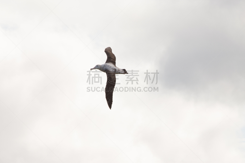 漂泊信天翁,普里昂岛,南乔治亚岛,水,天空,美,气候,水平画幅,雪,无人