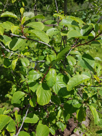 沙棘,垂直画幅,无人,健康保健,野生植物,欧洲鼠李木,德国,草本,落叶树,摄影