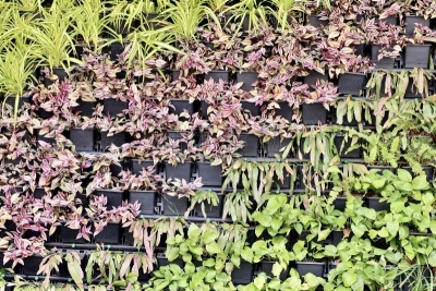 盆栽植物,绿色,背景,锅,水平画幅,无人,开胃品,炖牛肉,膳食,饮料