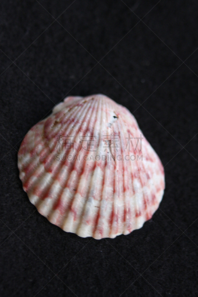 贝壳,珊瑚菌,裸鳃亚目动物,鹦鹉螺,水,无脊椎动物,褐色,动物皮,美国,艺术