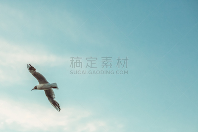 海鸥,天空,海洋,黑头海鸥,欧洲银鸥,海鸟,留白,水平画幅,无人,鸟类
