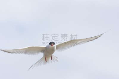 冰岛,北极燕鸥,西弗加兹,海滩,燕鸥,自然,野生动物,水平画幅,无人,鸟类