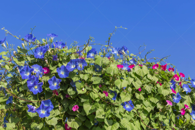 蓝色,牵牛花,火红色百合,旋花植物,旋花属植物,水,有蔓植物,水平画幅,无人,早晨