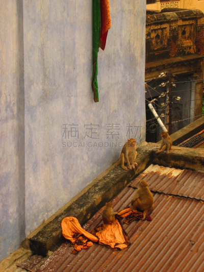 印度,非凡的,赤猴,松鼠猴,长鼻猴,攀登架,狒狒,蚱蜢,猕猴,垂直画幅