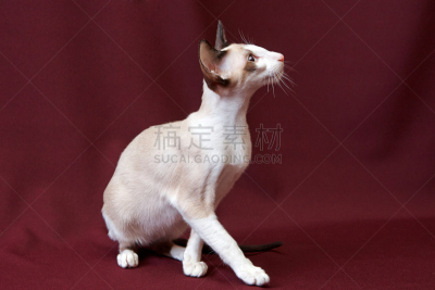 指挥台,野生猫科动物,水平画幅,可爱的,曝光过度,家畜,无人,羽毛围巾,俄罗斯