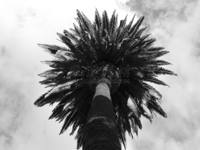 怪异,棕榈树,圣莫尼卡海滩,复叶,圣莫尼卡,热带气候,云,黄昏,加利福尼亚,树干