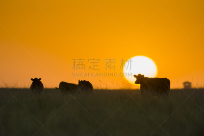 地形,潘帕斯大草原,自然,南美,天空,阿根廷,水平画幅,绿色,蓝色,巴塔哥尼亚