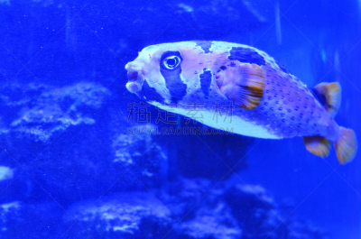 鱼类,平衡折角灯,非凡的,张着嘴,水,水平画幅,水下,鲨鱼,海草,植物