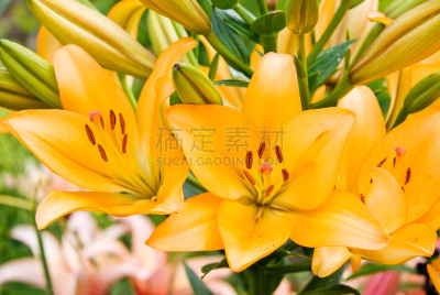 百合花,橙色,园林,占星百合,萼片,公园,复活节,水平画幅,户外,特写