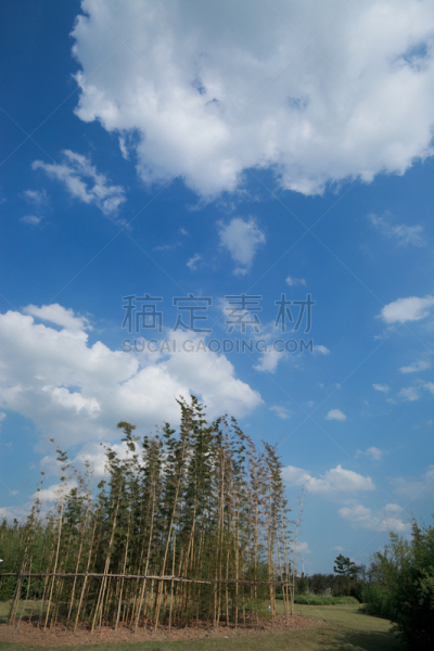 在下面,青绿色,天空,金竹,竹林,树园,自然,垂直画幅,风,地形
