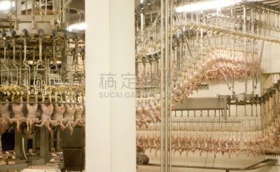 白肉,工业,取出内脏,水平画幅,鸟类,工厂,肉,火鸡肉,悬挂的,清新