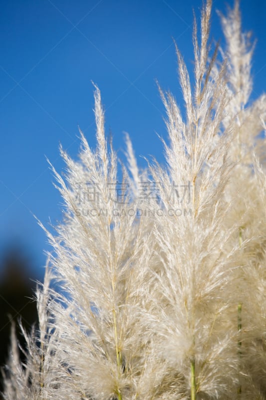 潘帕斯大草原,垂直画幅,无人,夏天,户外,草,白色,植物,彩色图片,草类