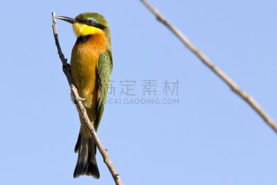 水平画幅,生物,无人,全景,鸟类,户外,小方食蜂鸟,食蜂鸟,自然界,三角洲