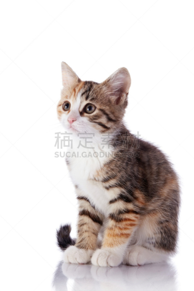 小猫,停车楼,垂直画幅,无人,动物身体部位,哺乳纲,猫,尾巴,条纹,乐趣