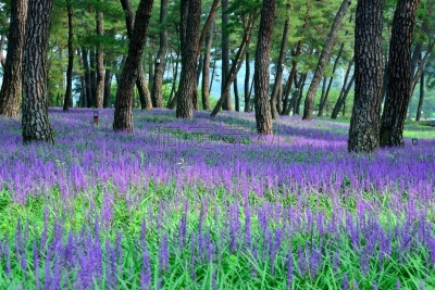 松树,麝香鹅掌,葡萄风信子,七瓣莲,多年生植物,风信子,开花时间间隔,野外动物,野花,野生植物
