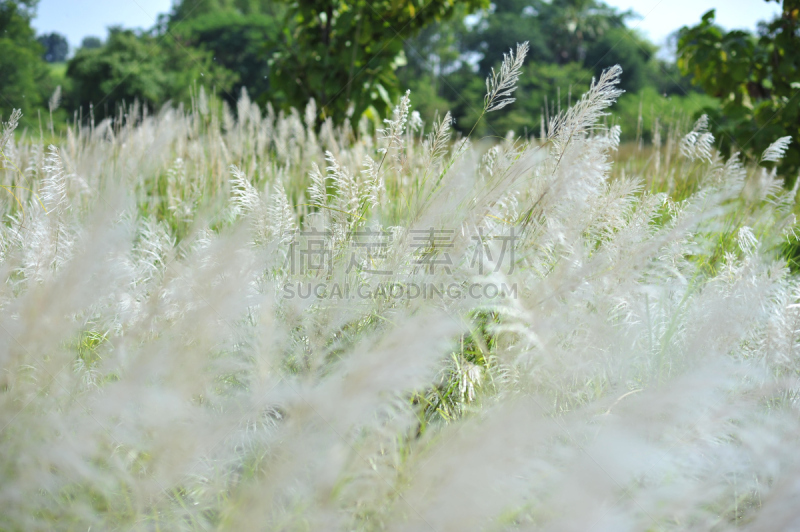 草,仅一朵花,白色,冬天,绿色,田地,季节,农场,透过窗户往外看,运动场