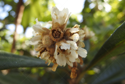 枇杷树,花朵,水平画幅,绿色,水果,秋天,无人,果树,户外,草药
