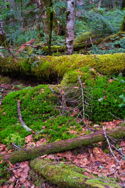 苔藓,巴岳山,自然,垂直画幅,户外,小树林,徒步旅行,树荫,森林,闪亮的